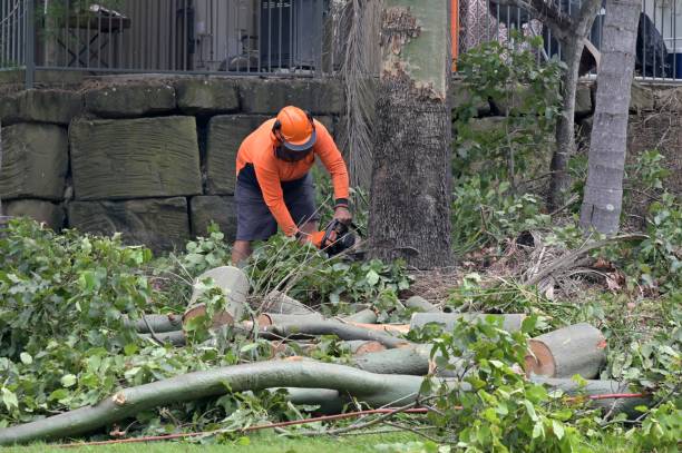 The Steps Involved in Our Tree Care Process in Eastpoint, FL